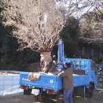 西尾市⇒岡崎市へオリーブの旅
