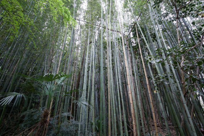 お客様満足の声はなえみ墓園永代供養安心感