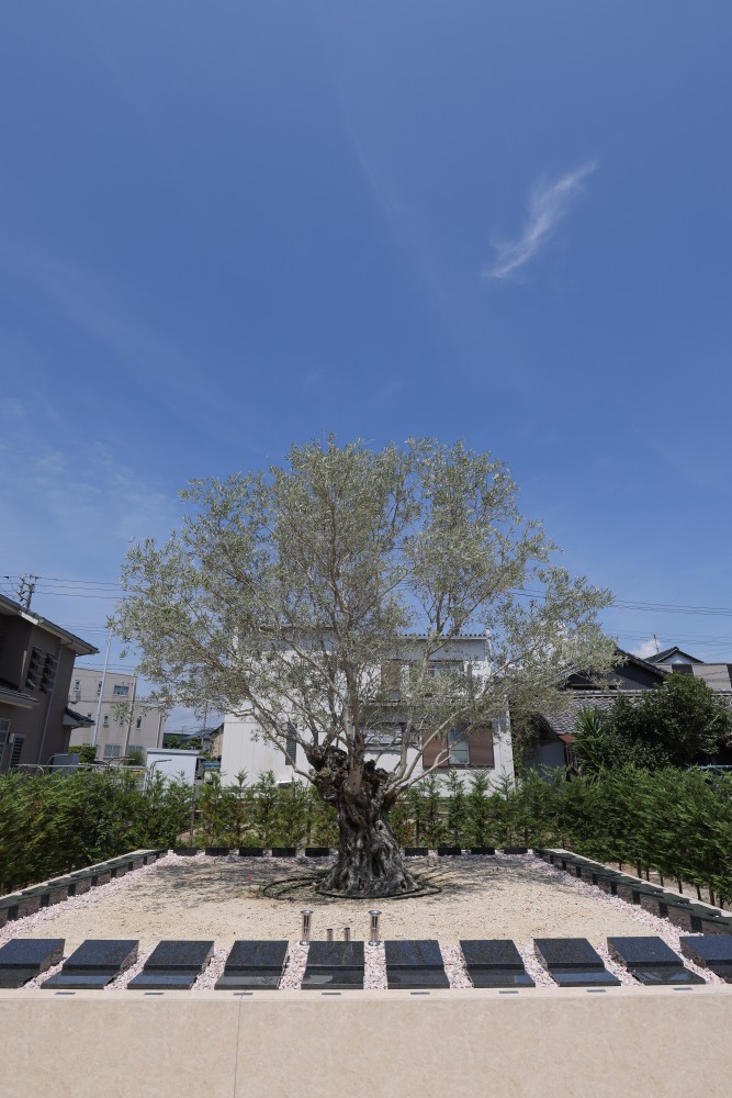 蒲郡はなえみ純木葬のオリーブ古木と個別墓