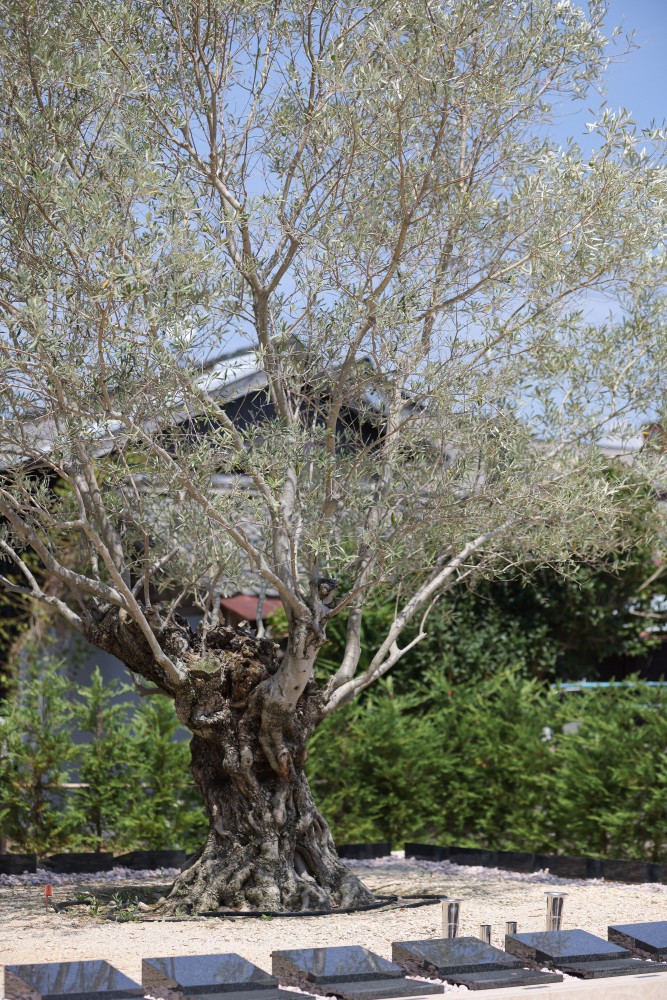 蒲郡はなえみ樹木葬のシンボルである樹齢300年のオリーブの木、太い幹と豊かな葉