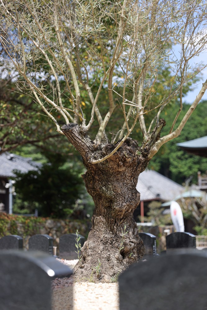 オリーブの古木が見守る樹木葬