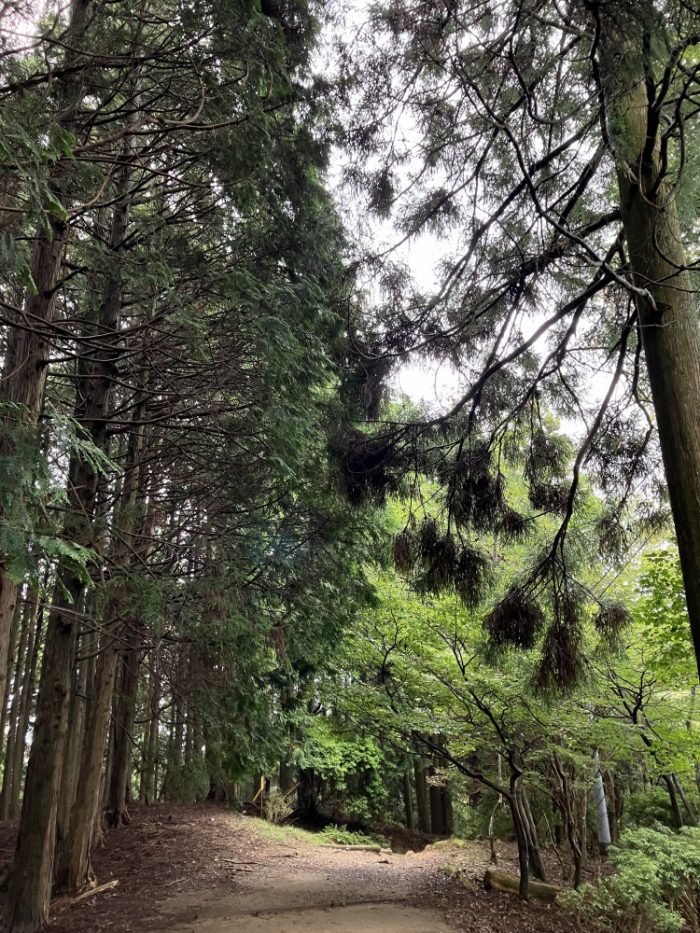 新城市で大切にされている大自然
