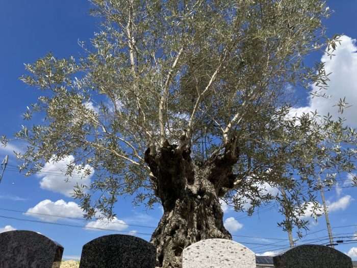 一宮丹陽はなえみ墓園の樹木葬シンボルツリー。大きなオリーブの木が墓園を見守る
